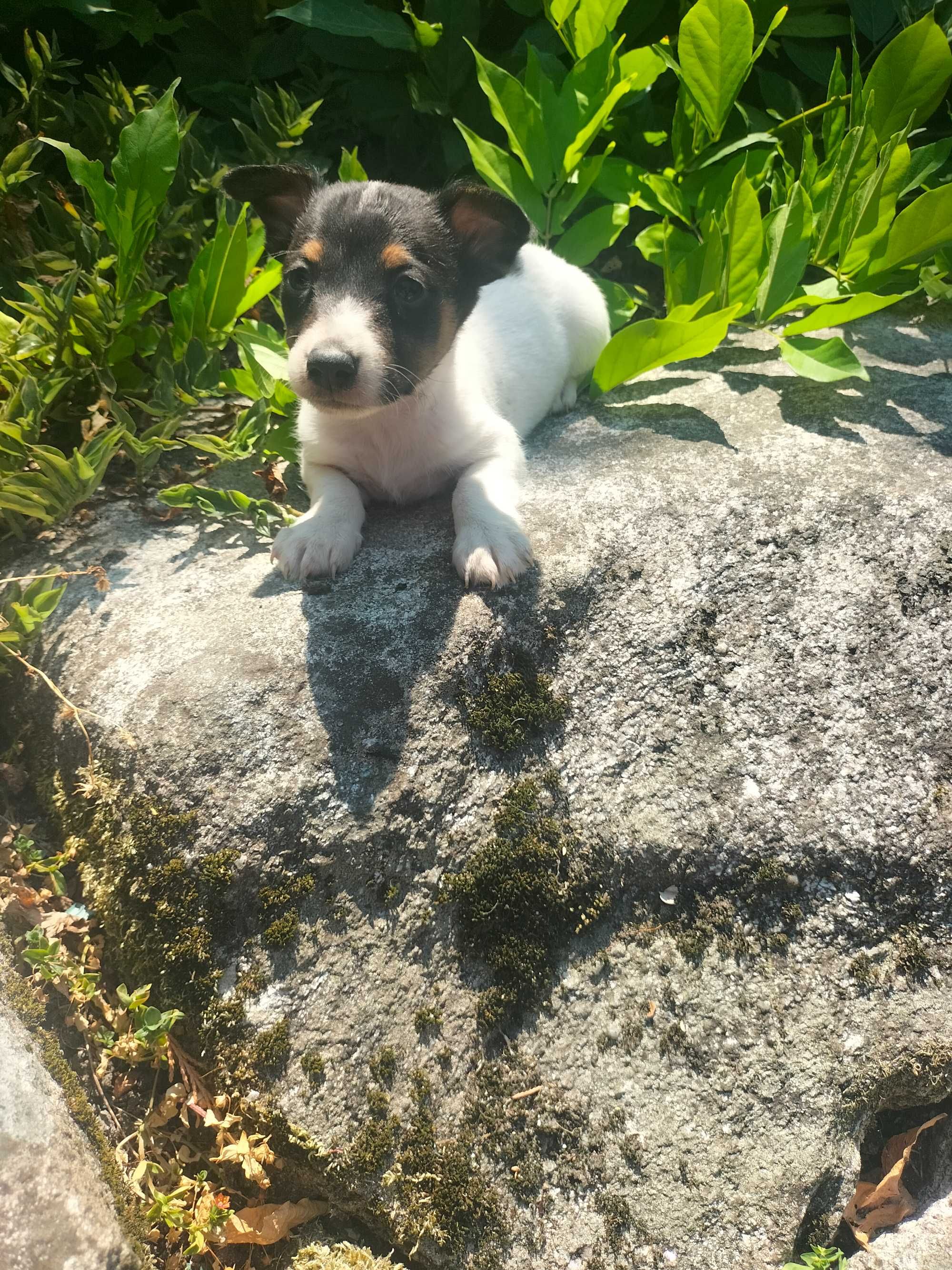 Jack Russell Terrier  femea