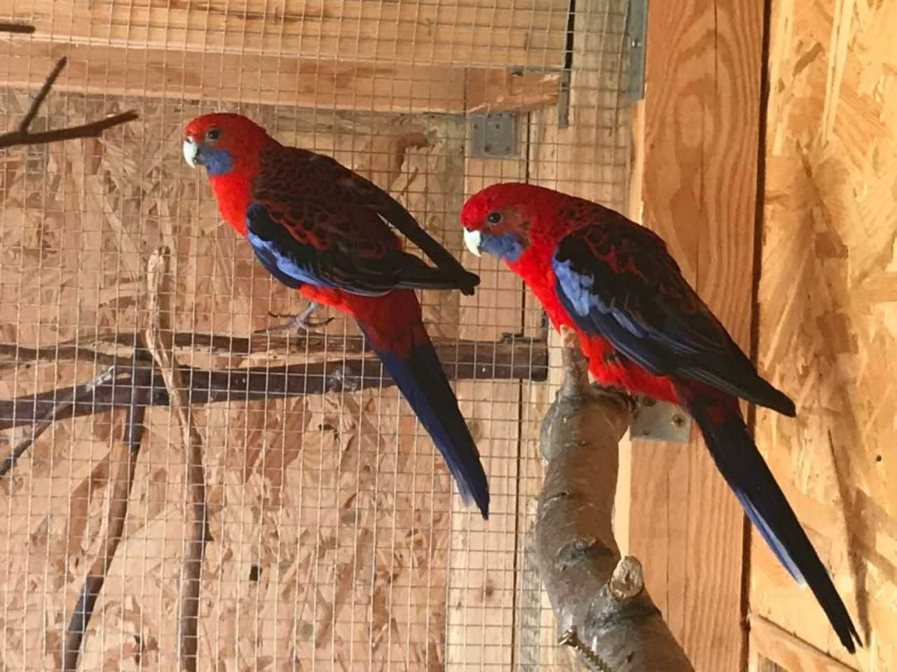 Красиві та граціозні птахи Розелла