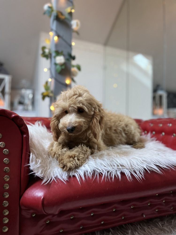 Cockapoo sunia apricot pudel toy red coocker spaniel