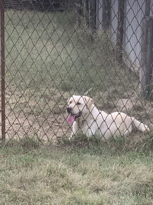 Продам дівчинку Лабрадора