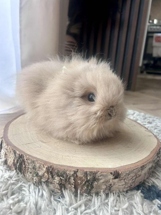 Króliczek karzełek Teddy mini króliki