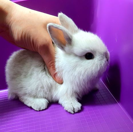 Карликовые мини кролики,торчеухие и вислоухие крольчата и клетки
