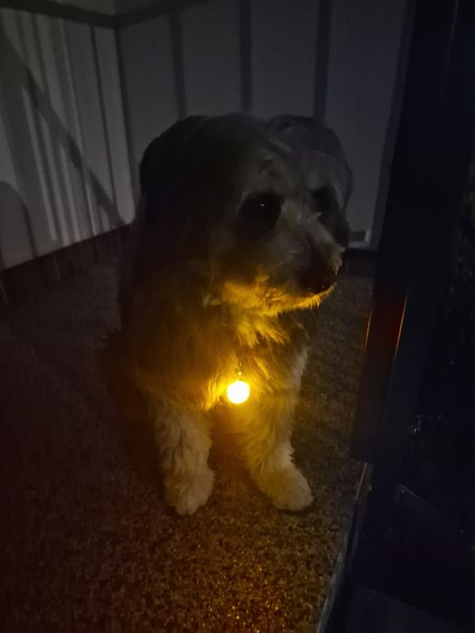 Świecąca zawieszka do obroży