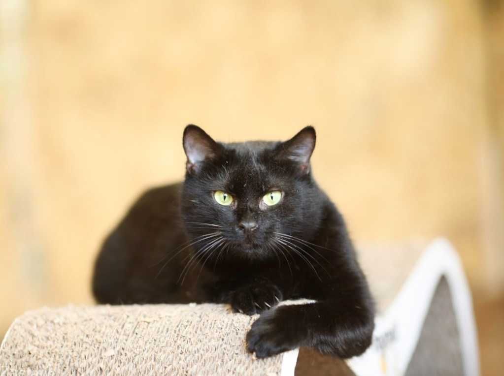 Кошка Наоми 2 года, черная кошечка, маленькая пантерка