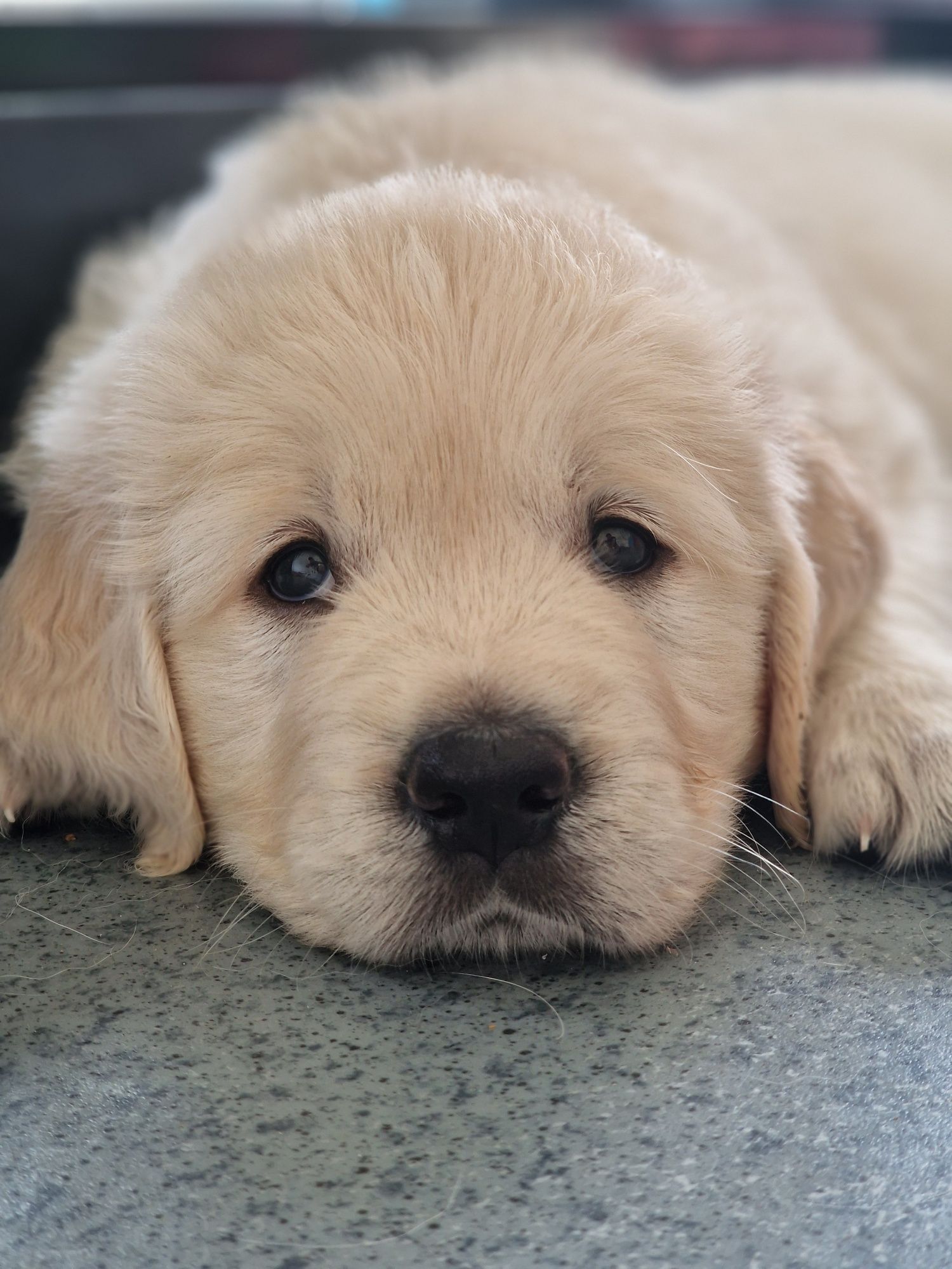 Golden retriever szczeniak zkwp fci śląskie