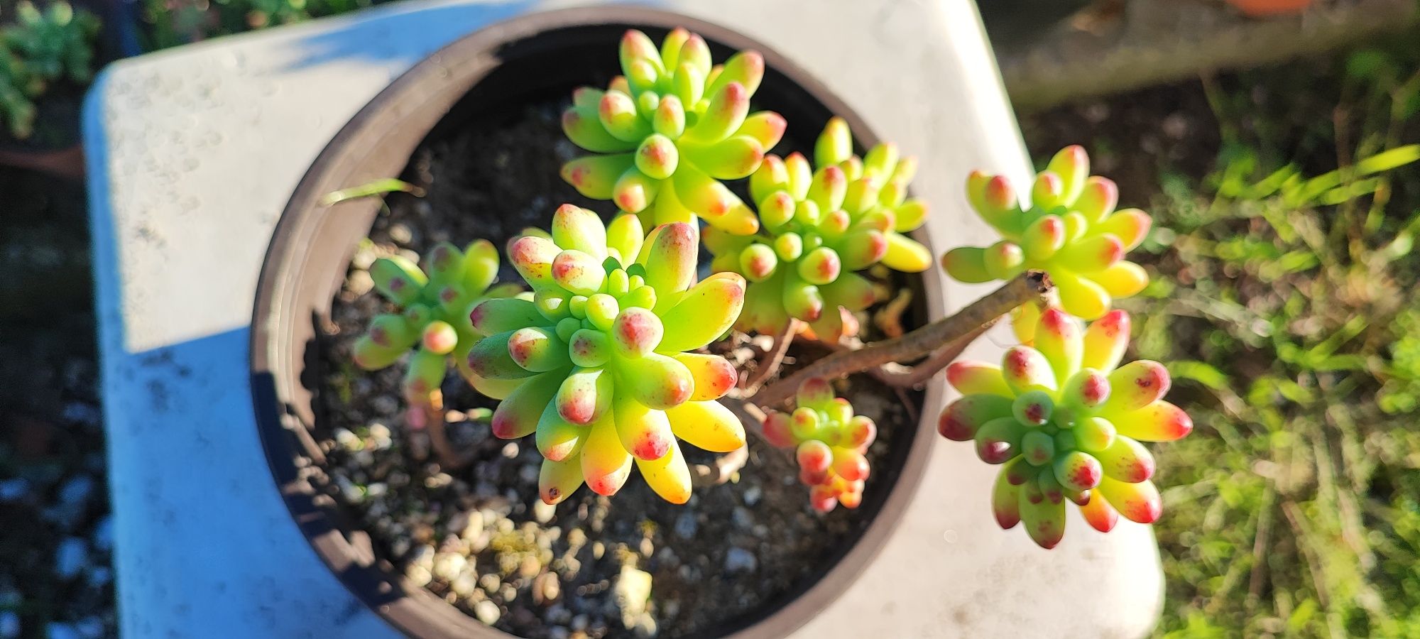 Planta suculenta