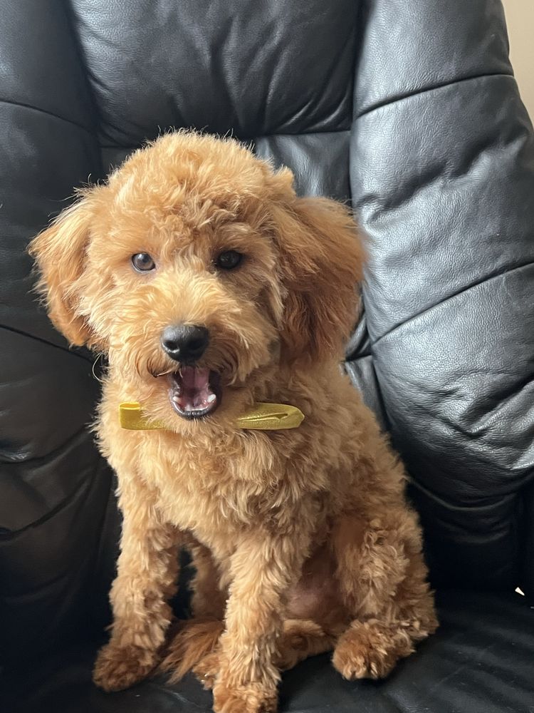 Cavapoo czerwony piesek do odbioru