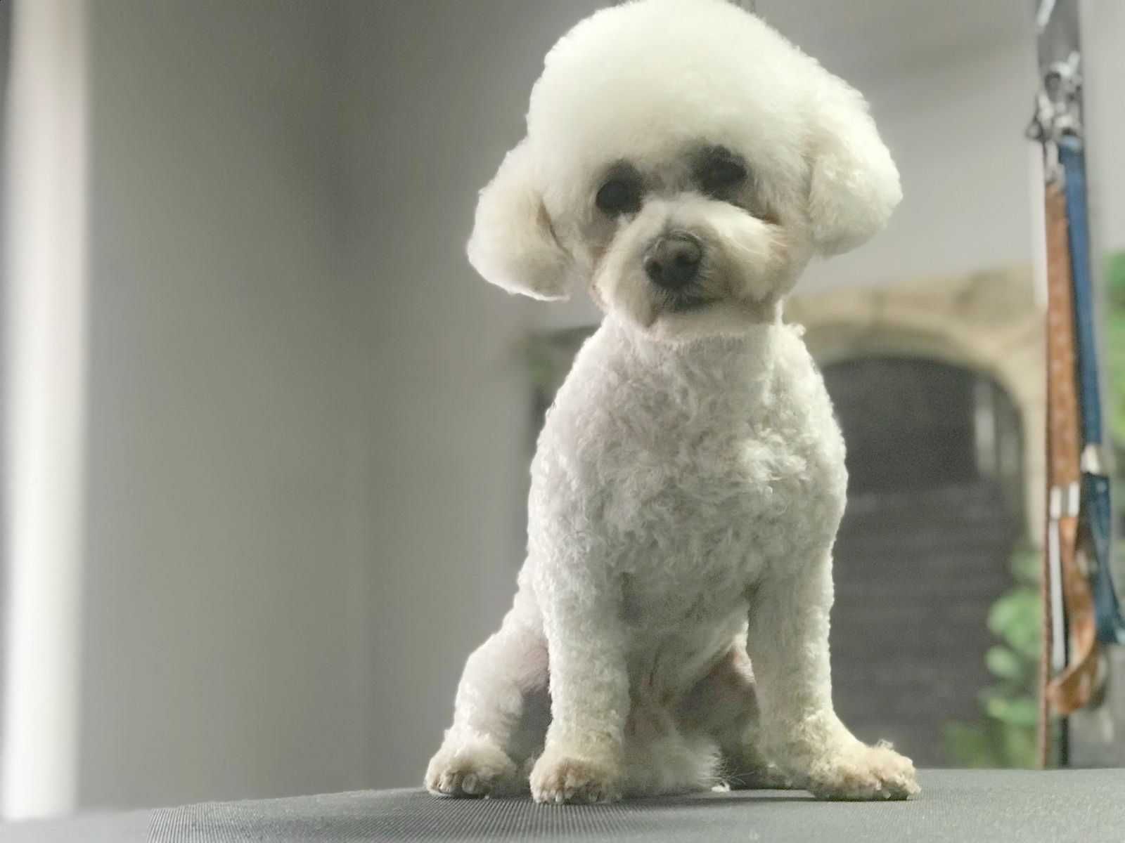 Bichon Frise = Suczka = pomorskie