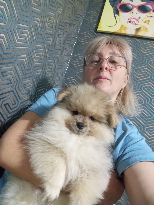 Шикарный Померанский мальчик