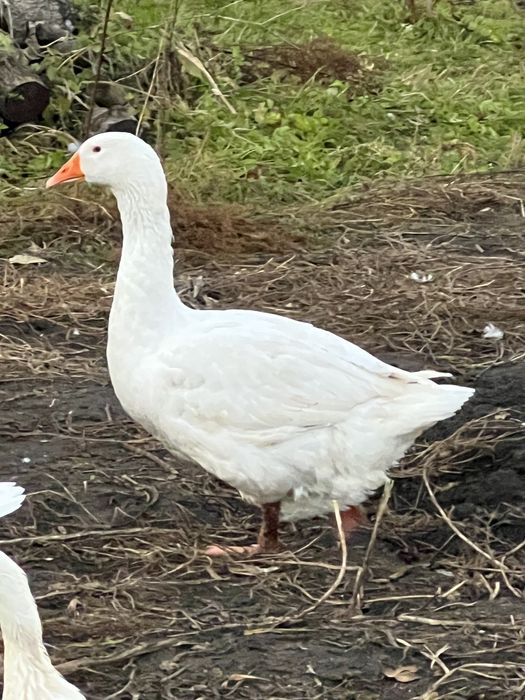 Мамути. Гусаки Мамути