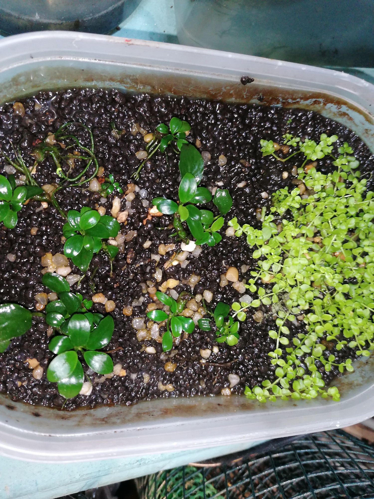 Planta para aquário