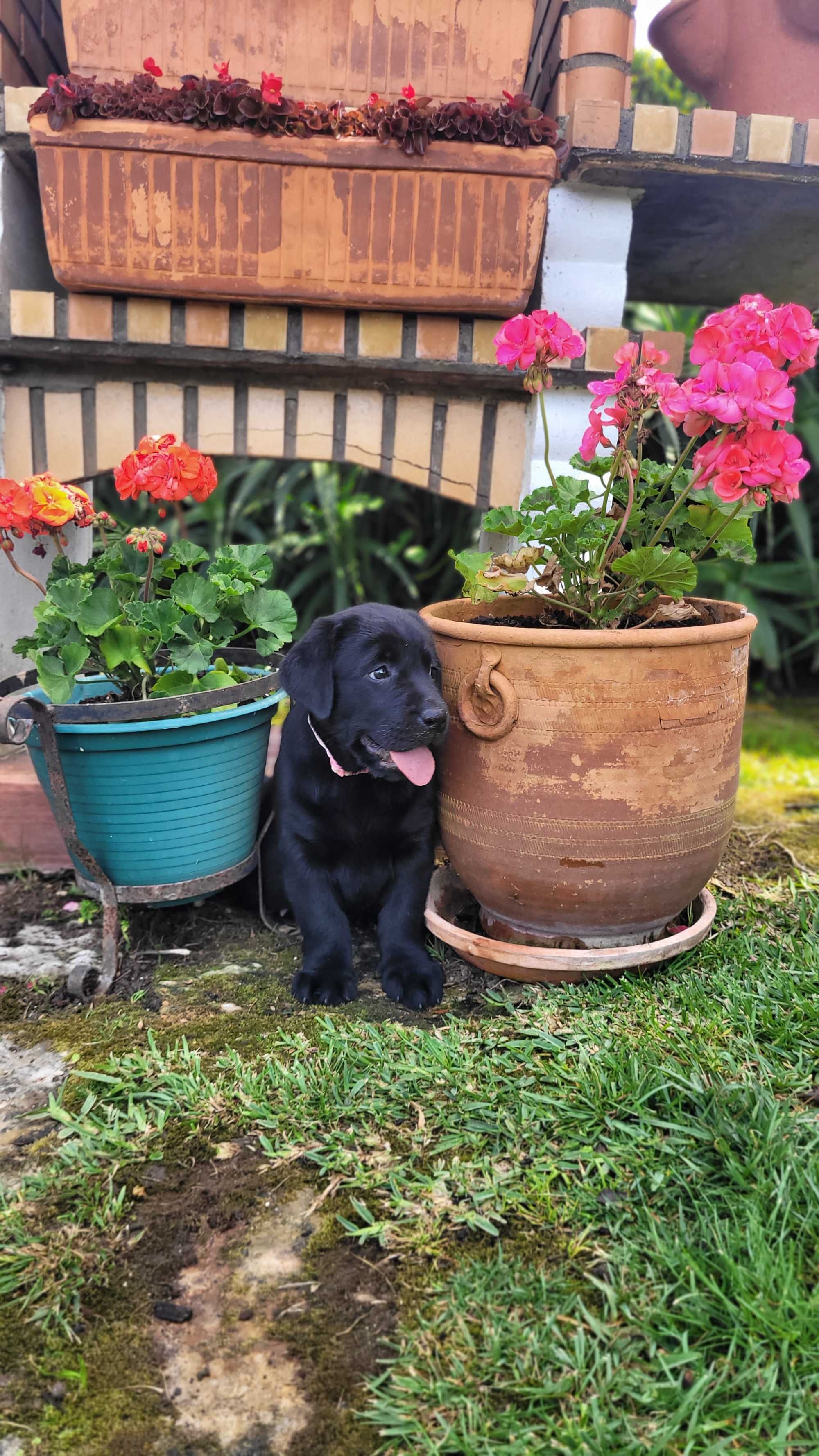 Labrador retriever