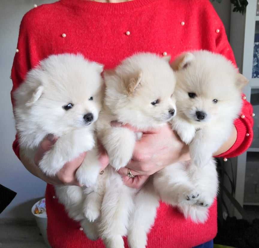 Szpic miniaturowy pomeranian FCI zapowiedź miotu