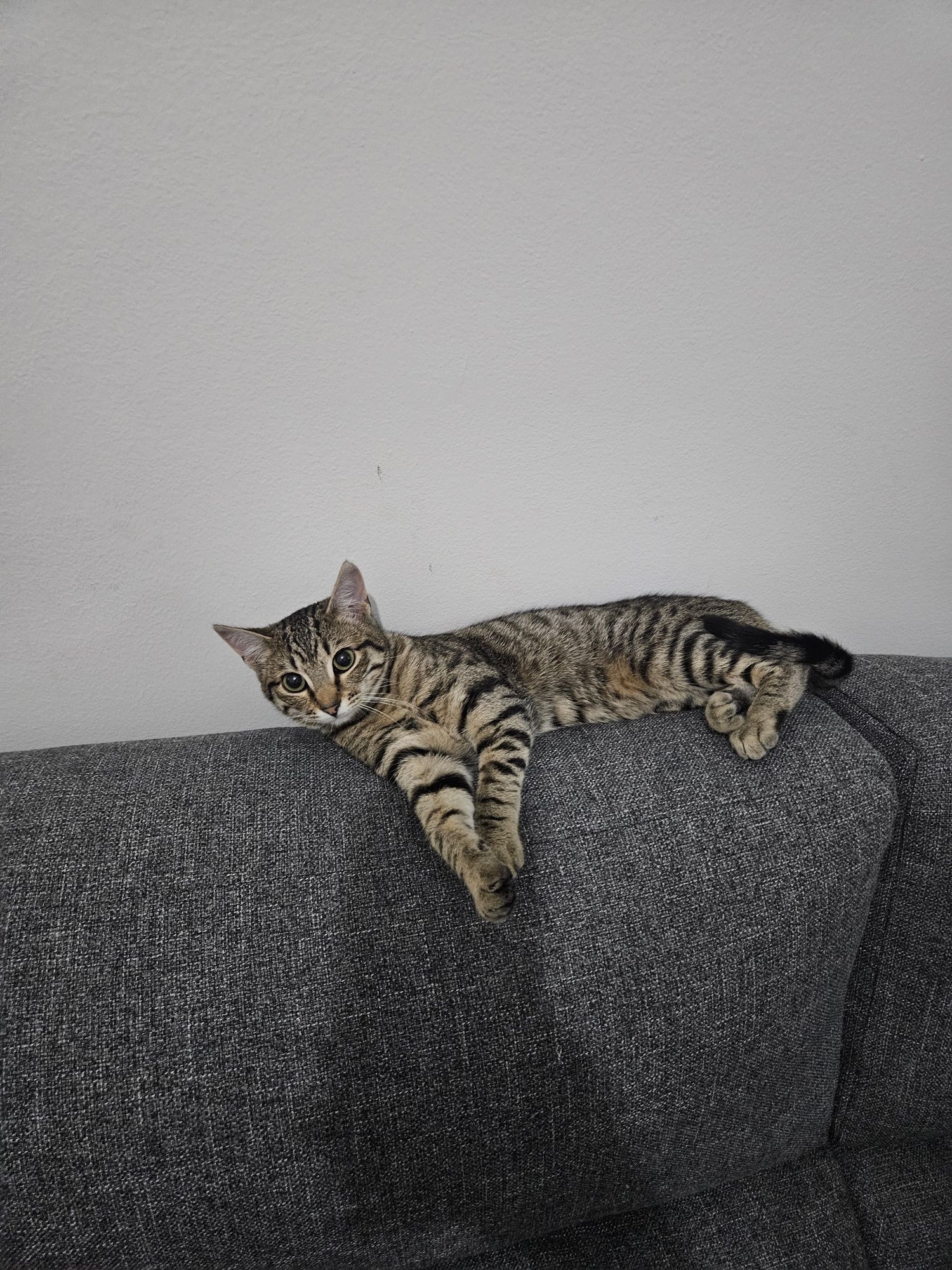 Gatas Para Adoção