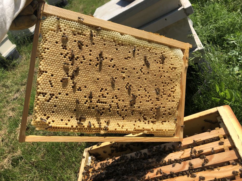 Бджолопакети бакфаст,італійка,Київ, Київска обл