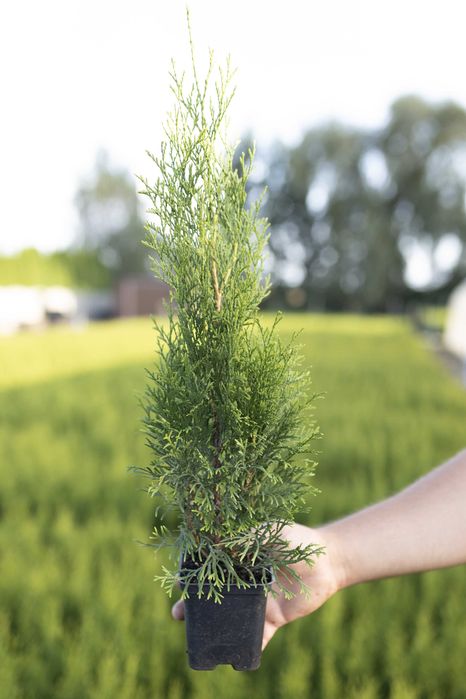 Tuja Tuje Thuja Szmaragd 38-48 cm. PRODUCENT, DOSTAWA GRATIS