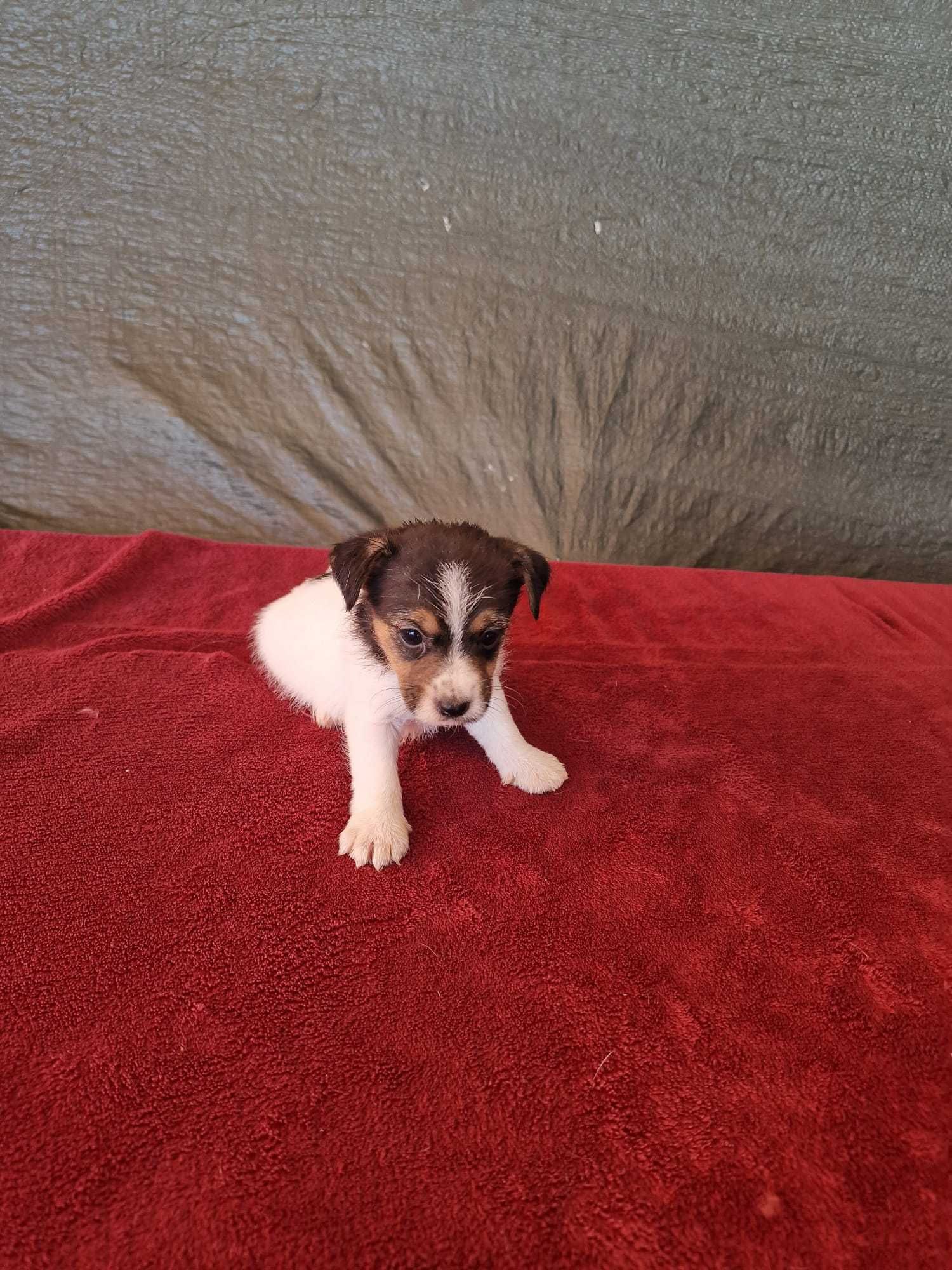 Jack Russel de excelência de porte pequeno (Broken).