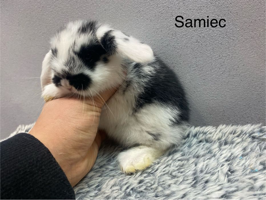 Mini lop króliczek miniaturka krolik