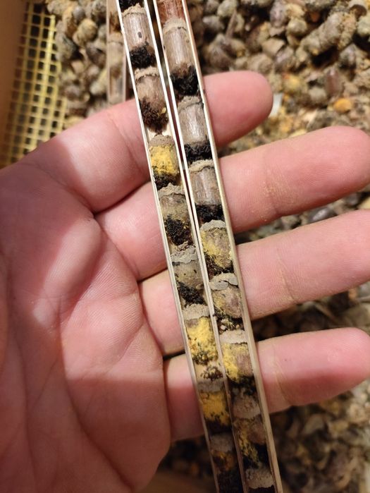 Kokony Murarki rogatej, z trzciny.