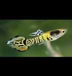 Guppy endler leopard