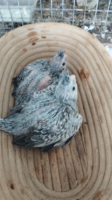 Bebés de Caturra criar a mão