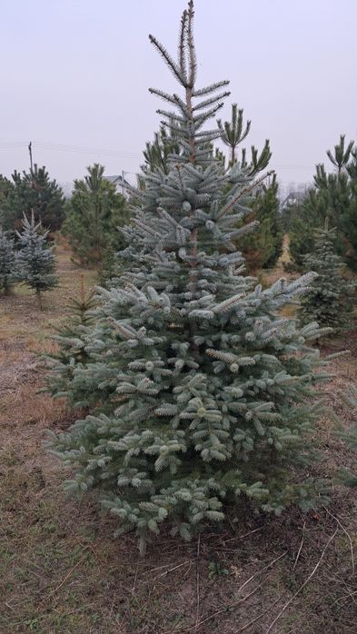 Choinki Bożonarodzeniowe - przyjdz sam wybierz