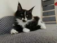 Kocur Maine Coon