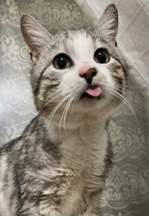 Мармуровий котик шукає родину