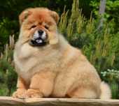 CHOW CHOW piękna dziewczynka