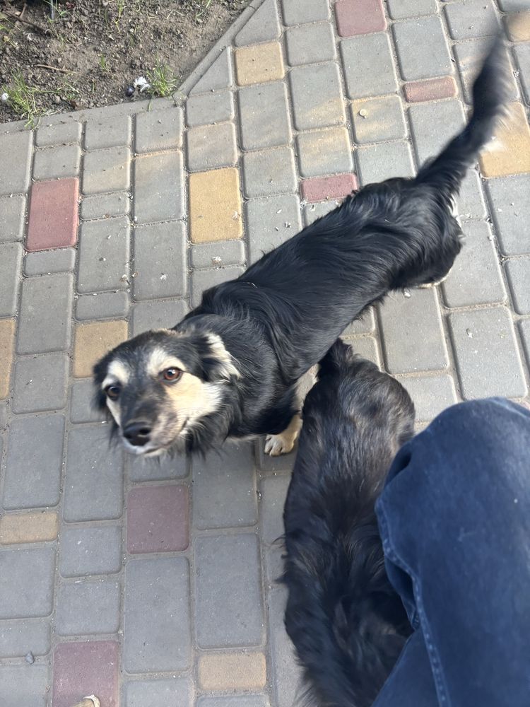 Віддам цуценят 2 дівчинки