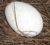 Ovos de gansa para reprodução
