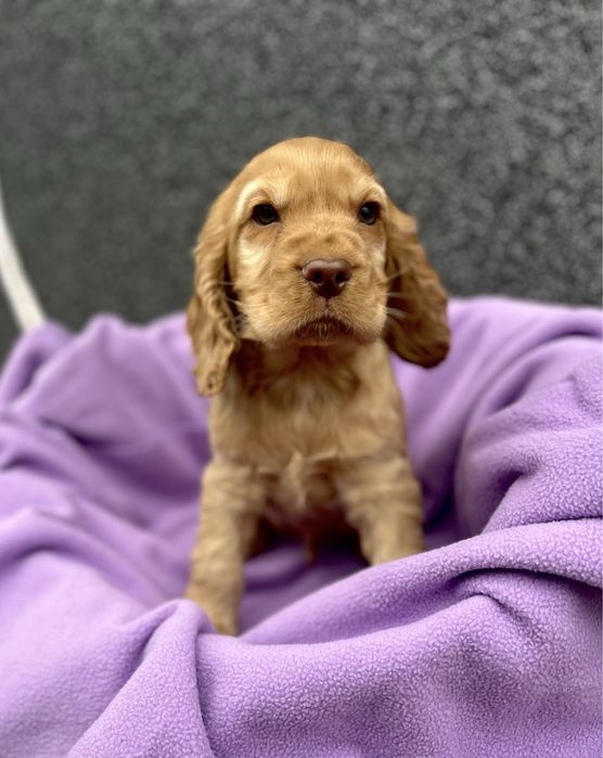 Suczka cocker  spaniel angielski