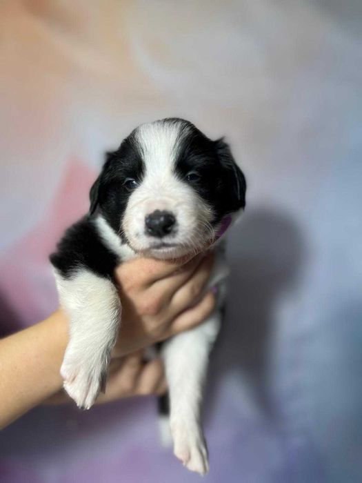 szczeniak pies Border Collie ZKwP (FCI) czarno-biały