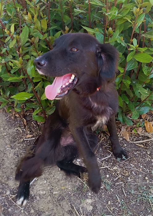 Eri- A Cadelinha resgatada pelos bombeiros!