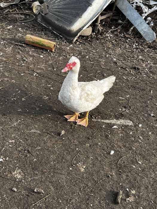 Kaczki francuskie żywe