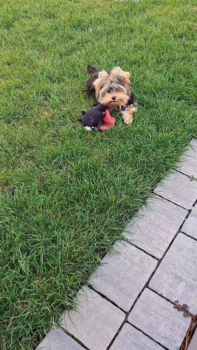 Z PASZPORTEM, mini mini Mikey, maleńki chłopiec Yorkshire terrier