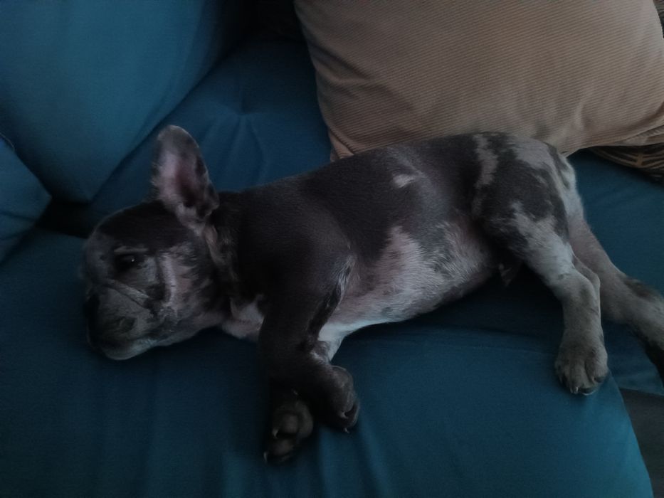 Sprzedam Buldog francuski