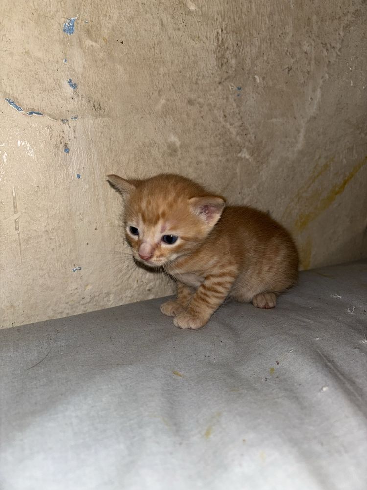 Gatinha para adoção responsável