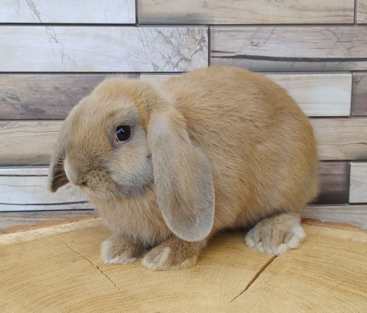 Mini lop wolne króliczki baranki