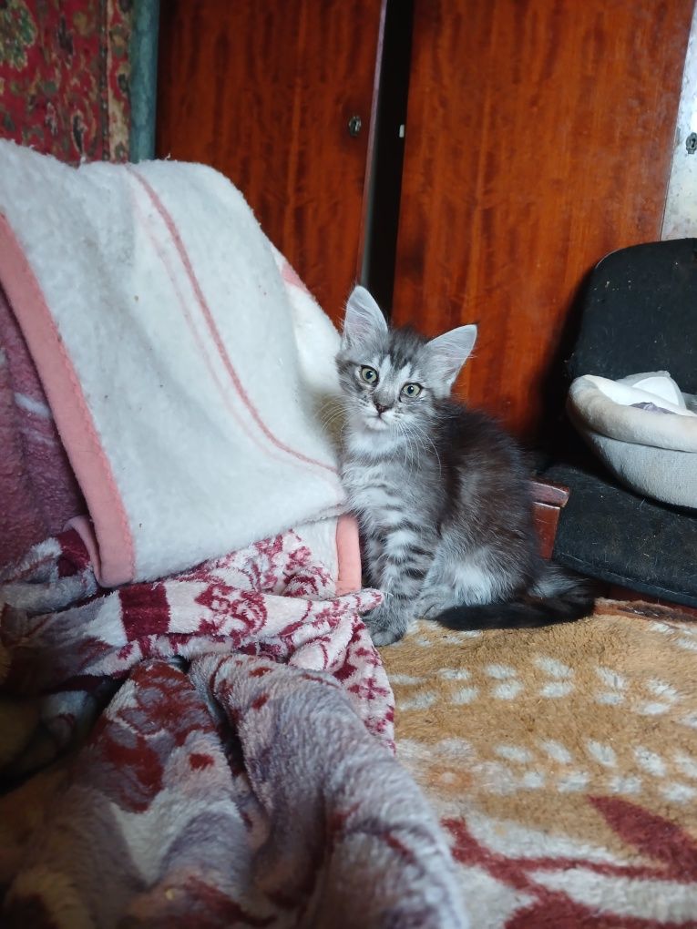 Отдам в хорошие руки котенка