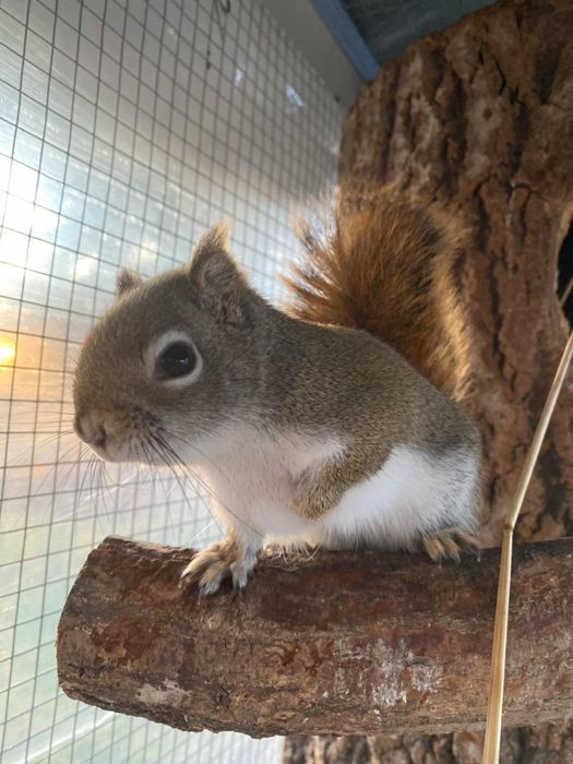 Wiewiórka Hudson Samica 2022r