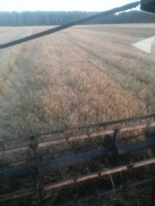 Sprzedam jęczmień ozimy 6 rzedowy