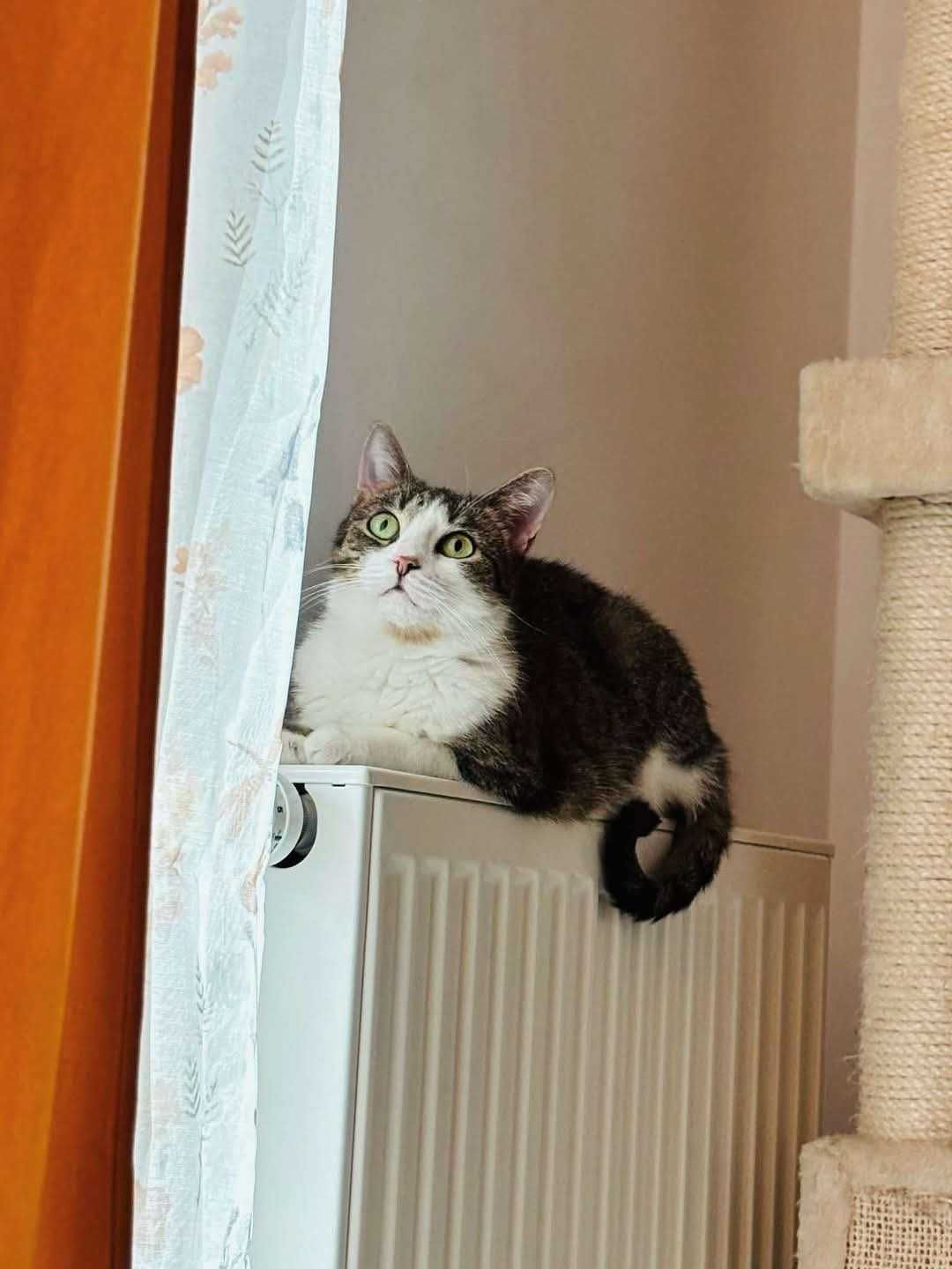 *Laurka- spokojna , nieśmiała kotka do adopcji