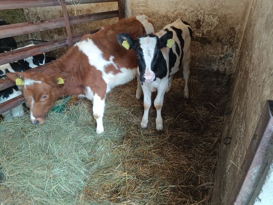 Jałoszka  Polska czerwono biała