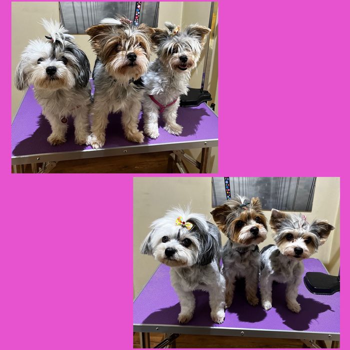 Psi Fryzjer z Doświadczeniem - Pielęgnacja z Miłością