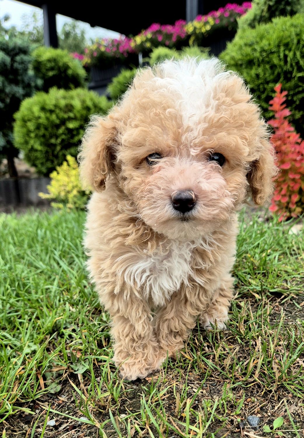 Maltipoo Samczyk hybryda ras
