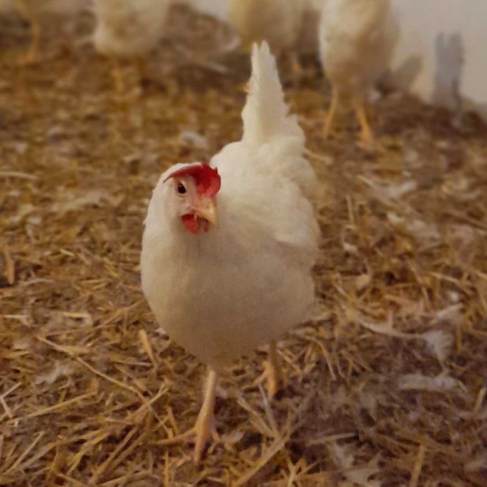 Leghorny Leghorn 23 tyg Kury Nioski z jajkiem