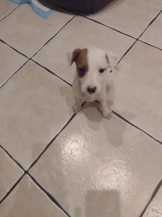 Jack Russell Terrier