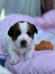 Szczeniak Jack Russell Terrier ZKwP FCI