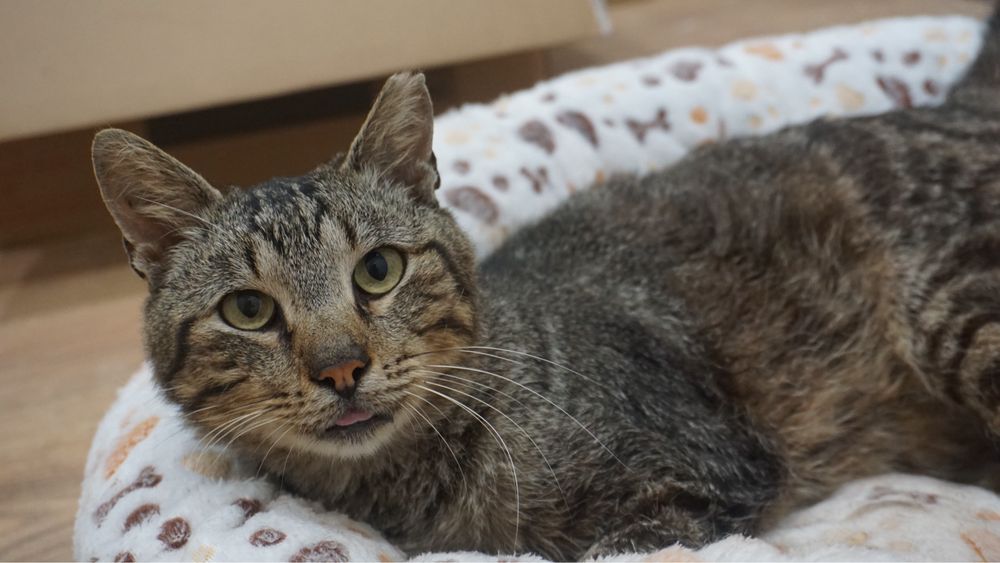 Gato FELV para adoção
